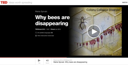 colony collapse disorder disappearing bees nashville artist maria spivak ted talk