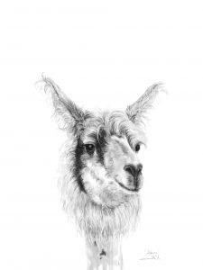 k llamas llama drawing art print