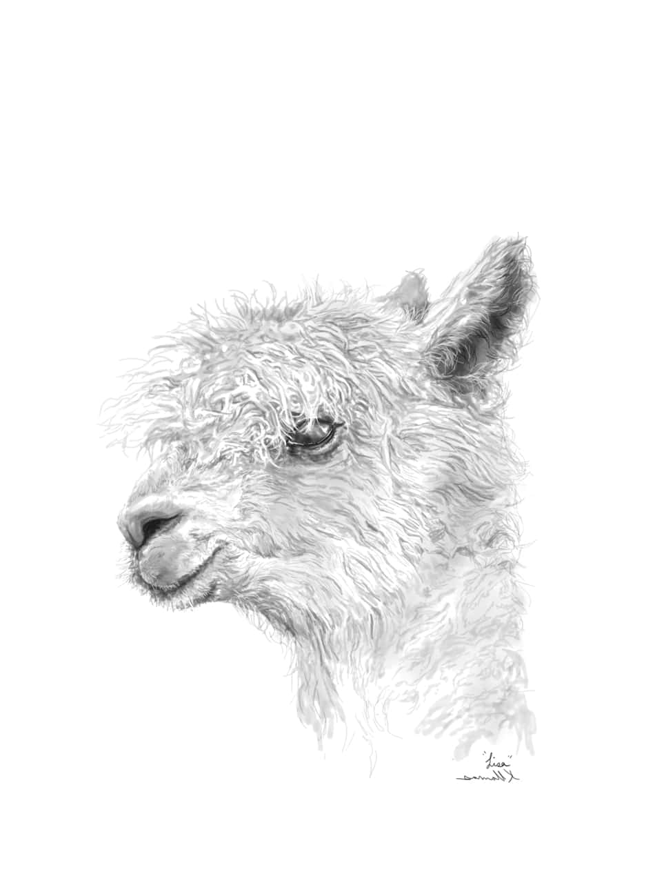 llama art drawing nashville artist kristin llamas