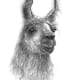 rojo llama art by nashville artist kristin llamas